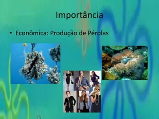 Importância
• Econômica: Produção de Pérolas
 