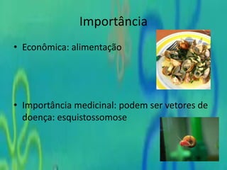 Importância
• Econômica: alimentação
• Importância medicinal: podem ser vetores de
doença: esquistossomose
 