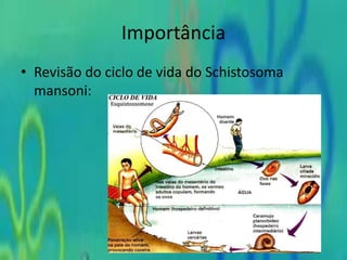 Importância
• Revisão do ciclo de vida do Schistosoma
mansoni:
 