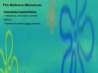 Filo Mollusca (Moluscos)
Organização Corporal Básica:
• Triblásticos, celomados e simetria
bilateral;
• Sistema circulatório aberto (maioria);
 