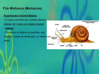 Filo Mollusca (Moluscos)
Organização Corporal Básica:
• O corpo é dividido em 3 partes básicas:
cabeça, pé e saco (ou massa) visceral.
• Cabeça
- Concentra os órgãos do sentidos, que
incluem 2 pares de tentáculos, um deles com
olhos;
 