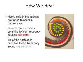How We Hear
• Nerve cells in the cochlea
are tuned to specific
frequencies
• Base of the cochlea is
sensitive to high frequency
sounds (red dots)
• Tip of the cochlea is
sensitive to low frequency
sounds (green dots)
 