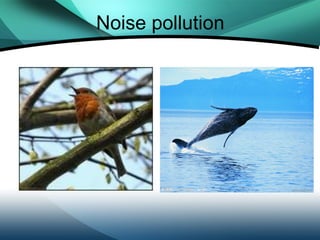 Noise pollution
 