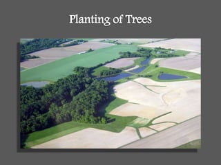 Planting of Trees
 