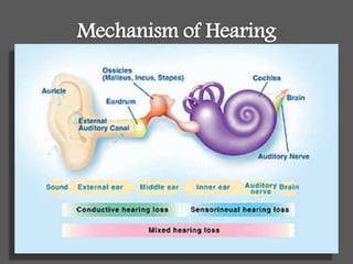Mechanism of Hearing
 