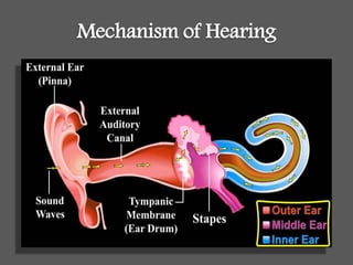 Mechanism of Hearing
 