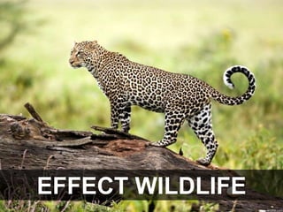 EFFECT WILDLIFE
 