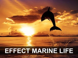 EFFECT MARINE LIFE
 