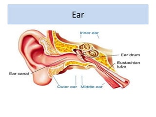 Ear
 