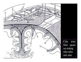 Cấu trúc
liên quan
sọ-màng
não-nhu
mô não
 