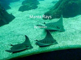 Manta Rays
By Nolan
 