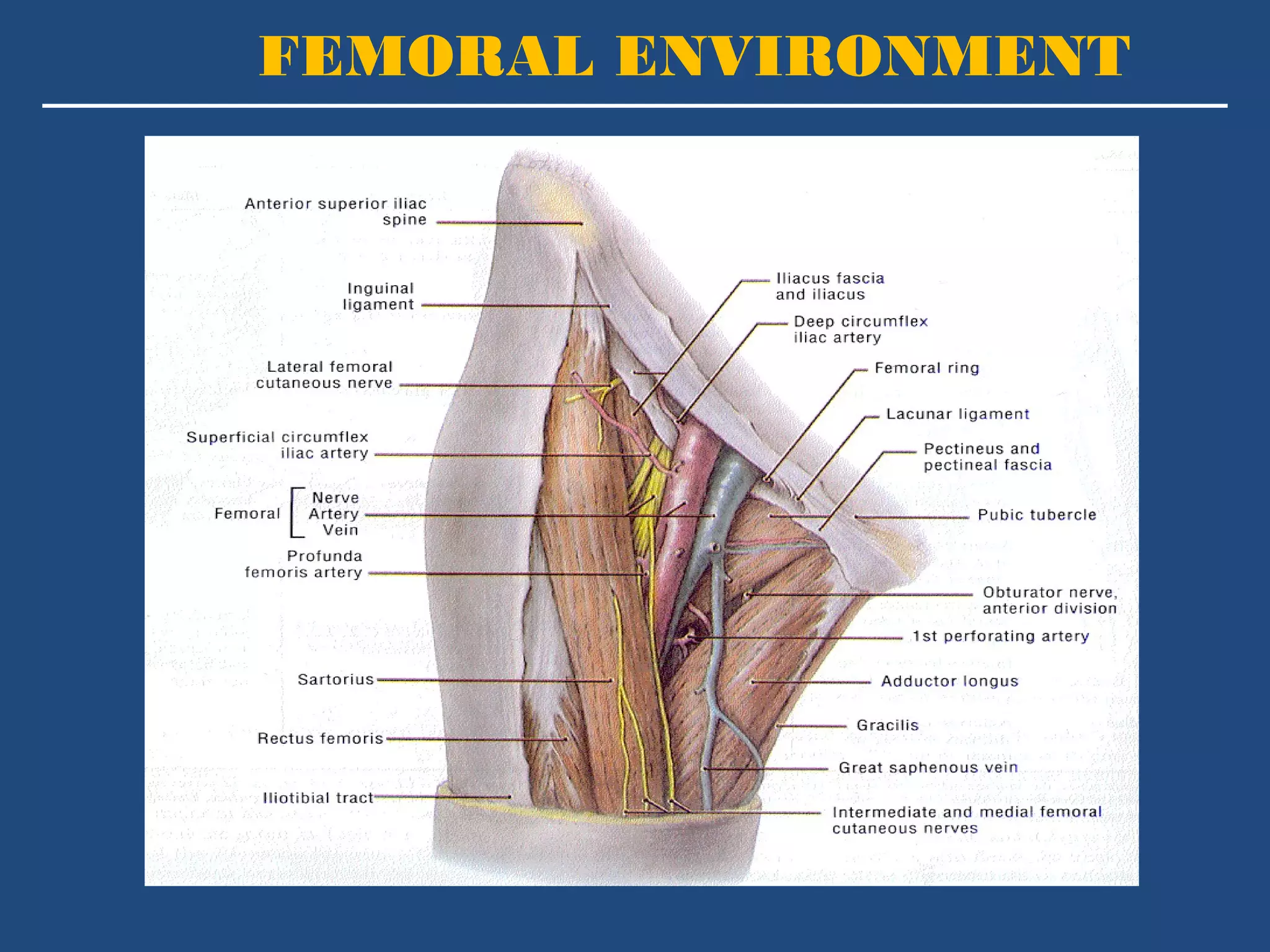 FEMORAL ENVIRONMENT 
 