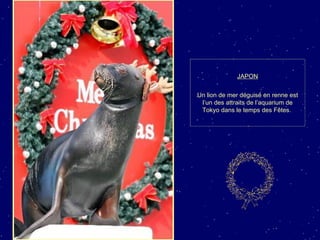 JAPON Un lion de mer déguisé en renne est l’un des attraits de l’aquarium de Tokyo dans le temps des Fêtes.  