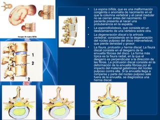 •   La espina bífida, que es una malformación
    congénita o anomalía de nacimiento en el
    que la columna vertebral y el canal medular
    no se cierran antes del nacimiento. El
    paciente presenta al nacer una
    protuberancia en la espalda.
•   La espondilolistesis, que consiste en un
    deslizamiento de una vértebra sobre otra.
•   La degeneración discal o la artrosis
    vertebral, consistiendo en la degeneración
    del núcleo pulposo del disco intervertebral,
    que pierde densidad y grosor.
•   La fisura, protusión y hernia discal; La fisura
    discal consiste en el desgarro de la
    envuelta fibrosa del disco. La forma más
    típica es la fisura radial, en la que el
    desgarro es perpendicular a la dirección de
    las fibras. La protrusión discal consiste en la
    deformación de la envuelta fibrosa por el
    impacto del material gelatinoso del núcleo
    pulposo contra ella. Si la envuelta llega a
    romperse y parte del núcleo pulposo sale
    fuera de la envuelta, se diagnostica una
    hernia discal.
 