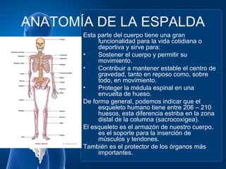 ANATOMÍA DE LA ESPALDA
       Esta parte del cuerpo tiene una gran
            funcionalidad para la vida cotidiana o
            deportiva y sirve para:
       •    Sostener el cuerpo y permitir su
            movimiento.
       •    Contribuir a mantener estable el centro de
            gravedad, tanto en reposo como, sobre
            todo, en movimiento.
       •    Proteger la médula espinal en una
            envuelta de hueso.
       De forma general, podemos indicar que el
            esqueleto humano tiene entre 206 – 210
            huesos, esta diferencia estriba en la zona
            distal de la columna (sacrocoxígea).
       El esqueleto es el armazón de nuestro cuerpo,
            es el soporte para la inserción de
            músculos y tendones.
       También es el protector de los órganos más
            importantes.
 