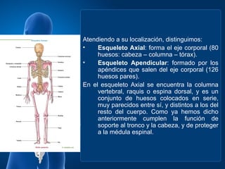 Atendiendo a su localización, distinguimos:
•    Esqueleto Axial: forma el eje corporal (80
     huesos: cabeza – columna – tórax).
•    Esqueleto Apendicular: formado por los
     apéndices que salen del eje corporal (126
     huesos pares).
En el esqueleto Axial se encuentra la columna
     vertebral, raquis o espina dorsal, y es un
     conjunto de huesos colocados en serie,
     muy parecidos entre sí, y distintos a los del
     resto del cuerpo. Como ya hemos dicho
     anteriormente cumplen la función de
     soporte al tronco y la cabeza, y de proteger
     a la médula espinal.
 