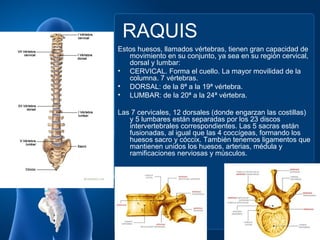 RAQUIS
Estos huesos, llamados vértebras, tienen gran capacidad de
   movimiento en su conjunto, ya sea en su región cervical,
   dorsal y lumbar:
• CERVICAL. Forma el cuello. La mayor movilidad de la
   columna. 7 vértebras.
• DORSAL: de la 8ª a la 19ª vértebra.
• LUMBAR: de la 20ª a la 24ª vértebra.

Las 7 cervicales, 12 dorsales (donde engarzan las costillas)
   y 5 lumbares están separadas por los 23 discos
   intervertebrales correspondientes. Las 5 sacras están
   fusionadas, al igual que las 4 coccígeas, formando los
   huesos sacro y cóccix. También tenemos ligamentos que
   mantienen unidos los huesos, arterias, médula y
   ramificaciones nerviosas y músculos.
 
