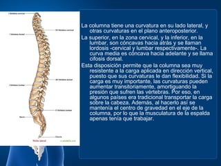 La columna tiene una curvatura en su lado lateral, y
   otras curvaturas en el plano anteroposterior.
La superior, en la zona cervical, y la inferior, en la
   lumbar, son cóncavas hacia atrás y se llaman
   lordosis -cervical y lumbar respectivamente-. La
   curva media es cóncava hacia adelante y se llama
   cifosis dorsal.
Esta disposición permite que la columna sea muy
   resistente a la carga aplicada en dirección vertical,
   puesto que sus curvaturas le dan flexibilidad. Si la
   carga es muy importante, las curvaturas pueden
   aumentar transitoriamente, amortiguando la
   presión que sufren las vértebras. Por eso, en
   algunos países era tradicional transportar la carga
   sobre la cabeza. Además, al hacerlo así se
   mantenía el centro de gravedad en el eje de la
   columna, por lo que la musculatura de la espalda
   apenas tenía que trabajar.
 