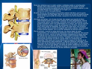 Entre las vértebras que no están unidas o soldadas existe un amortiguador,
      llamado disco intervertebral. Está compuesto por dos partes: la parte
      central de consistencia gelatinosa que se denomina núcleo pulposo, y una
      envuelta fibrosa que lo mantiene en su lugar y se
      denomina anillo o envuelta fibrosa.
El anillo fibroso es más grueso en la porción anterior del disco, por lo que la
      pared posterior es más frágil. Ese es el motivo por el que la mayoría de las
      veces en las que el anillo se rompe, causando una hernia discal, lo hace
      por detrás.
A lo largo del tiempo, con el paso de éste, las cargas que soporta el disco
      intervertebral hacen que el núcleo pulposo se vaya desgastando; esto le
      hace perder altura. Ese proceso, conocido como artrosis vertebral, no se
      puede considerar como una enfermedad en sí misma, sino que la mayoría
      de las personas sanas, a partir de sobrepasar los 30 años, comienzan a
      tener cierto grado de desgaste. De hecho, por esta razón, los ancianos
      suelen perder altura porque el desgaste del núcleo pulposo, haciendo que
      el disco pierda espesor, por lo que las vértebras se acercan entre sí.
Por el contrario, cuando la carga disminuye, los discos dejan de estar
      comprimidos y se incrementa la separación entre las vértebras. Eso ocurre
      durante la noche, cuando al estar acostados desaparece la carga vertical.
      Se calcula que una persona de edad media puede aumentar hasta dos
      centímetros de altura durante la noche. También por el mismo motivo los
      astronautas aumentan de altura cuando están en condiciones de
      ingravidez. Otra razón por la que disminuye la carga en los discos es al
      hacer estiramientos adecuadamente, o algunas prácticas culturales, como
      es el caso de las llamadas mujeres jirafa, de la etnia Kayah, en Birmania y
      Tailandia; a las que las aplican una serie de anillos metálicos en el cuello, lo
      que hace que su cuello se alargue a lo largo de su proceso de crecimiento,
      con la consiguiente separación de las vértebras cervicales.
 