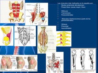 Los músculos más implicados en la espalda son:
•   Rectos anteriores del abdomen:
•   Psoas ilíaco: psoas mayor, ilíaco.
•
•   Oblicuos:
•   Transversos:
•   Paravertebrales:
•
•    Músculos intertransversos (parte de los
    paravertebrales)
•
•   Glúteos:
•   Piramidal:
•   Isquiotibilales:
 