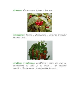 Arbustos: Cotoneaster, Llorer-cirer, etc.
Trepadoras: hiedra , Passionaria , helecho trepador
japonés , etc.
Acuáticas y palustres: nenúfares , entre los que se
encuentran el loto y el irupé . El helecho
acuático Ceratopteris . Las lentejas de agua .
 