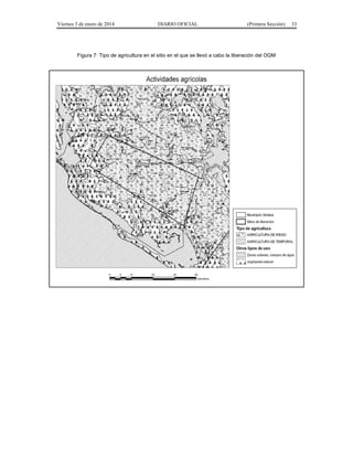Viernes 3 de enero de 2014 DIARIO OFICIAL (Primera Sección) 33 
Figura 7: Tipo de agricultura en el sitio en el que se llevó a cabo la liberación del OGM 
 
