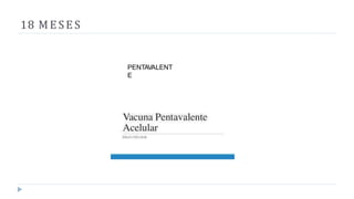 18 MESES
PENTAVALENT
E
 