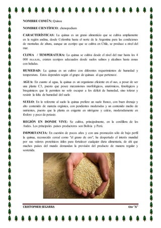 CRISTOPHER SEGARRA 6to “A”
NOMBRE COMÚN: Quínoa
NOMBRE CIENTÍFICO: chenopodium
CARACTERÍSTICAS: La quinua es un grano alimenticio que se cultiva ampliamente
en la región andina, desde Colombia hasta el norte de la Argentina para las condiciones
de montañas de altura, aunque un ecotipo que se cultiva en Chile, se produce a nivel del
mar.
CLIMA / TEMPERATURA: La quinua se cultiva desde el nivel del mar hasta los 4
000 m.s.n.m., existen ecotipos adecuados desde suelos salinos y alcalinos hasta zonas
con heladas.
HUMEDAD: La quinua es un cultivo con diferentes requerimientos de humedad y
temperatura. Estos dependen según el grupo de quinuas al que pertenece.
AGUA: En cuanto al agua, la quinua es un organismo eficiente en el uso, a pesar de ser
una planta C3, puesto que posee mecanismos morfológicos, anatómicos, fenológicos y
bioquímicos que le permiten no solo escapar a los déficit de humedad, sino tolerar y
resistir la falta de humedad del suelo
SUELO: En lo referente al suelo la quinua prefiere un suelo franco, con buen drenaje y
alto contenido de materia orgánica, con pendientes moderadas y un contenido medio de
nutrientes, puesto que la planta es exigente en nitrógeno y calcio, moderadamente en
fósforo y poco de potasio.
REGIÓN EN DONDE VIVE: Se cultiva, principalmente, en la cordillera de los
Andes. Los principales países productores son Bolivia y Perú.
IMPORTANCIA: En cuestión de pocos años y con una promoción sólo de bajo perfil
la quinua, reconocido cereal como "el grano de oro", ha despertado el interés mundial
por sus valores proteínicos útiles para fortalecer cualquier dieta alimentaria, de ahí que
muchos países del mundo demandan la provisión del producto de manera regular y
sostenida.
 