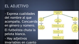 EL ADJETIVO
- Expresa cualidades
del nombre al que
acompaña. Concuerda
en género y número.
El futbolista chuta la
pelota blanca.
- Hay adjetivos
invariables en cuanto

 
