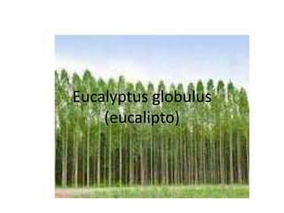 Eucalyptus globulus 
(eucalipto) 
 