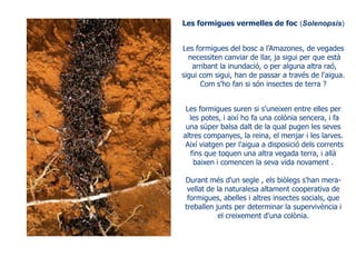 Les formigues vermelles de foc (Solenopsis)
Les formigues del bosc a l'Amazones, de vegades
necessiten canviar de llar, ja sigui per que està
arribant la inundació, o per alguna altra raó,
sigui com sigui, han de passar a través de l'aigua.
Com s'ho fan si són insectes de terra ?
Les formigues suren si s'uneixen entre elles per
les potes, i així ho fa una colònia sencera, i fa
una súper balsa dalt de la qual pugen les seves
altres companyes, la reina, el menjar i les larves.
Així viatgen per l'aigua a disposició dels corrents
fins que toquen una altra vegada terra, i allà
baixen i comencen la seva vida novament .
Durant més d'un segle , els biòlegs s'han mera-
vellat de la naturalesa altament cooperativa de
formigues, abelles i altres insectes socials, que
treballen junts per determinar la supervivència i
el creixement d'una colònia.
 