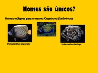 Nomes são únicos?
Nomes múltiplos para o mesmo Organismo (Sinônimos)




 Pomacanthus imperator                   Holacanthus bishopi
 
