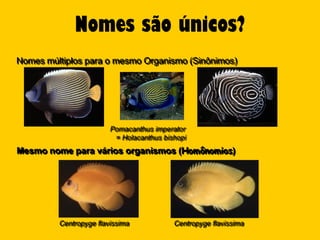 Nomes são únicos?
Nomes múltiplos para o mesmo Organismo (Sinônimos)




                        Pomacanthus imperator
                         = Holacanthus bishopi
Mesmo nome para vários organismos (Homônomios)




         Centropyge flavissima            Centropyge flavissima
 