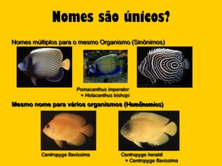 Nomes são únicos?
Nomes múltiplos para o mesmo Organismo (Sinônimos)




                        Pomacanthus imperator
                         = Holacanthus bishopi
Mesmo nome para vários organismos (Homônomios)




         Centropyge flavissima            Centropyge heraldi
                                           = Centropyge flavissima
 