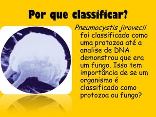 Por que classificar?
         Pneumocystis jirovecii
          foi classificado como
          uma protozoa até a
          analise de DNA
          demonstrou que era
          um fungo. Isso tem
          importância de se um
          organismo é
          classificado como
          protozoa ou fungo?
 