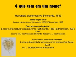 O que tem em um nome?

            Monostyla closterocerca Schmarda, 1853
                             combinação nova:
          Lecane closterocerca (Schmarda, 1853) Edmondson, 1935

                         Com nome do sub-gênero:
Lecane (Monostyla) closterocerca (Schmarda, 1853) Edmondson, 1935
                                    Curto:
        Lecane (M.) closterocerca (Shmarda, 1853) Or: L. closterocerca


                                Com nome de subespécie: trinominal
                  Lecane (Monostyla) closterocerca amazonica Koste,
                                          1972
                    Ou: L. closterocerca amazonica
 