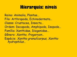 Hierarquia: níveis
Reino: Animalia, Plantae…
Filo: Arthropoda, Echinodermata…
Classe: Crustacea, Insecta…
Ordem: Decapoda, Amphipoda, Isopoda…
Família: Xanthidae, Diogenidae…
Gênero: Xantho, Progeryon…
Espécie: Xantho granulicarpus, Xantho
  hydrophilus…
 