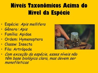 Níveis Taxonômicos Acima do
              Nível da Espécie
•   Espécie: Apis mellifera
•   Gênero: Apis
•   Família: Apidae
•   Ordem: Hymenoptera
•   Classw: Insecta
•   Filo: Artrópode
•   Com exceção da espécie, esses níveis não
    têm base biológica clara, mas devem ser
    monofileticas
 