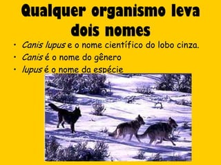 Qualquer organismo leva
       dois nomes
• Canis lupus e o nome científico do lobo cinza.
• Canis é o nome do gênero
• lupus é o nome da espécie
 