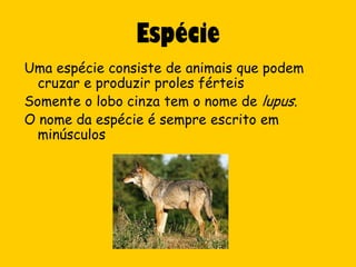 Espécie
Uma espécie consiste de animais que podem
  cruzar e produzir proles férteis
Somente o lobo cinza tem o nome de lupus.
O nome da espécie é sempre escrito em
  minúsculos
 