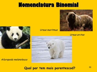 Nomenclatura Binomial



                            Ursus maritmus
                                             Ursus arctos




Ailuropoda melanoleuca


                   Qual par tem mais parentescod?           55
 