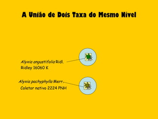 A União de Dois Taxa do Mesmo Nível




 Alyxia angustifolia Ridl.
 Ridley 16060 K


Alyxia pachyphylla Merr.
 Coletor nativo 2224 PNH
 