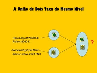 A União de Dois Taxa do Mesmo Nível




 Alyxia angustifolia Ridl.
 Ridley 16060 K
                                       ?
Alyxia pachyphylla Merr.
 Coletor nativo 2224 PNH
 