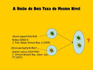 A União de Dois Taxa do Mesmo Nível




 Alyxia angustifolia Ridl.
 Ridley 16060 K
 J. Fed. Malay States Mus. 6 (1915)    ?
Alyxia pachyphylla Merr.
 Coletor nativo 2224 PNH
 J. Straits Branch Roy. Asiat. Soc.
 77 (1917)
 