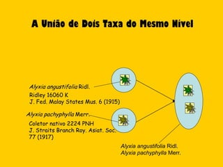 A União de Dois Taxa do Mesmo Nível




 Alyxia angustifolia Ridl.
 Ridley 16060 K
 J. Fed. Malay States Mus. 6 (1915)

Alyxia pachyphylla Merr.
 Coletor nativo 2224 PNH
 J. Straits Branch Roy. Asiat. Soc.
 77 (1917)
                                      Alyxia angustifolia Ridl.
                                      Alyxia pachyphylla Merr.
 
