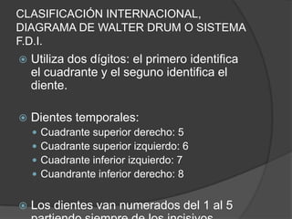 CLASIFICACIÓN INTERNACIONAL, DIAGRAMA DE WALTER DRUM O SISTEMA F.D.I.Utiliza dos dígitos: el primeroidentifica el cuadrante y el segunoidentifica el diente.Dientestemporales:Cuadrante superior derecho: 5Cuadrante superior izquierdo: 6Cuadrante inferior izquierdo: 7Cuandrante inferior derecho: 8Los dientes van numerados del 1 al 5 partiendosiempre de los incisivoscentrales.