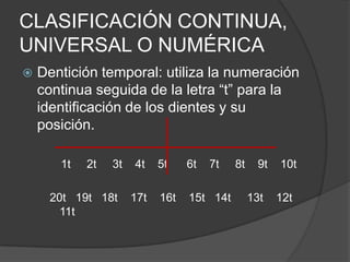 CLASIFICACIÓN CONTINUA, UNIVERSAL O NUMÉRICADentición temporal: utiliza la numeración continua seguida de la letra “t” para la identificación de los dientes y su posición.1t     2t     3t    4t    5t      6t    7t     8t    9t    10t20t   19t   18t    17t    16t    15t   14t     13t    12t    11t