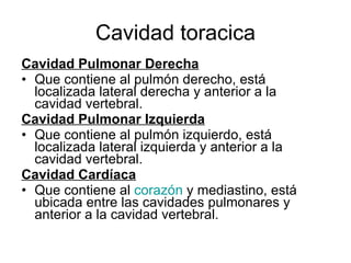 Cavidad toracica Cavidad Pulmonar Derecha Que contiene al pulmón derecho, está localizada lateral derecha y anterior a la cavidad vertebral. Cavidad Pulmonar Izquierda Que contiene al pulmón izquierdo, está localizada lateral izquierda y anterior a la cavidad vertebral. Cavidad Cardíaca Que contiene al  corazón  y mediastino, está ubicada entre las cavidades pulmonares y anterior a la cavidad vertebral. 