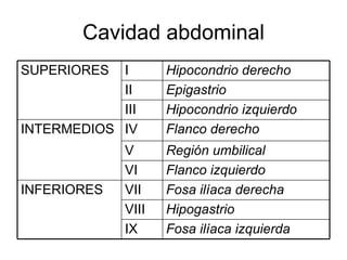 Cavidad abdominal Fosa ilíaca izquierda IX Hipogastrio VIII Fosa ilíaca derecha VII INFERIORES Flanco izquierdo VI Región umbilical V Flanco derecho IV INTERMEDIOS Hipocondrio izquierdo III Epigastrio II Hipocondrio derecho I SUPERIORES 