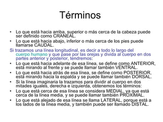 Términos  Lo que está hacia arriba, superior o más cerca de la cabeza puede ser definido corno CRANEAL. Lo que está hacia abajo, inferior o más cerca de los pies puede llamarse CAUDAL. Si trazamos una línea longitudinal, es decir a todo lo largo del  cuerpo humano  y que pase por las orejas y divida al cuerpo en dos partes anterior y posterior, tendremos : Lo que está hacia adelante de esa línea, se define como ANTERIOR, está mirando al frente y se puede llamar también VENTRAL. Lo que está hacia atrás de esa línea, se define como POSTERIOR, está mirando hacia la espalda y se puede llamar también DORSAL. Si la línea imaginaria la trazamos para dividir al cuerpo en dos mitades iguales, derecha e izquierda, obtenemos los términos: Lo que está cerca de esa línea se considera MEDIAL, ya que está cerca de la línea media, y se puede llamar también PROXIMAL. Lo que está alejado de esa línea se llama LATERAL, porque está a los lados de la línea media, y también puede ser llamado DISTAL.  